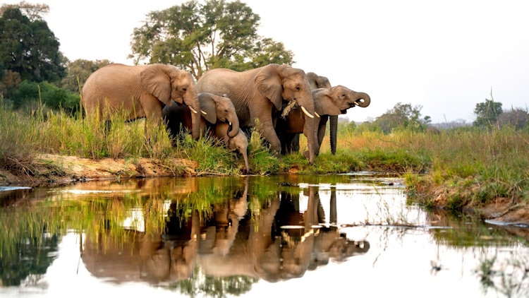 elephant reflection